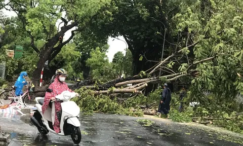 Cán bộ phòng Giáo dục và Đào tạo TP. Huế bị cây đè tử vong trong bão số 5